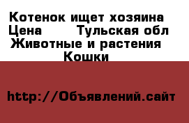 Котенок ищет хозяина › Цена ­ 1 - Тульская обл. Животные и растения » Кошки   